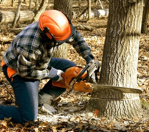 Arborist assessing tree health in New Mexico